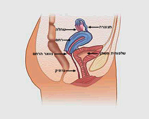 מערכת הרבייה הנקבית